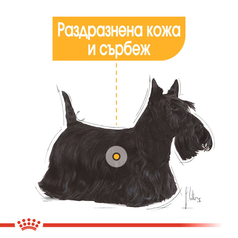 ROYAL CANIN® DERMACOMFORT Loaf – Храна за котки с чувствителна кожа 4