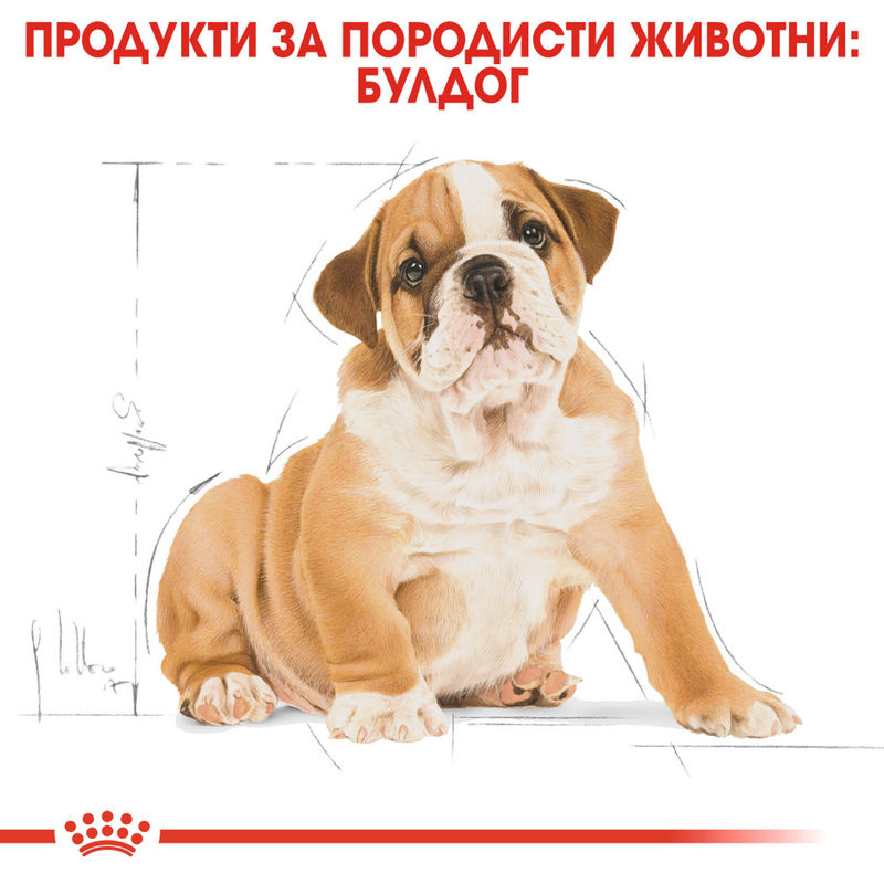 ROYAL CANIN® Bulldog Puppy - Храна за кученца от порода булдог 3
