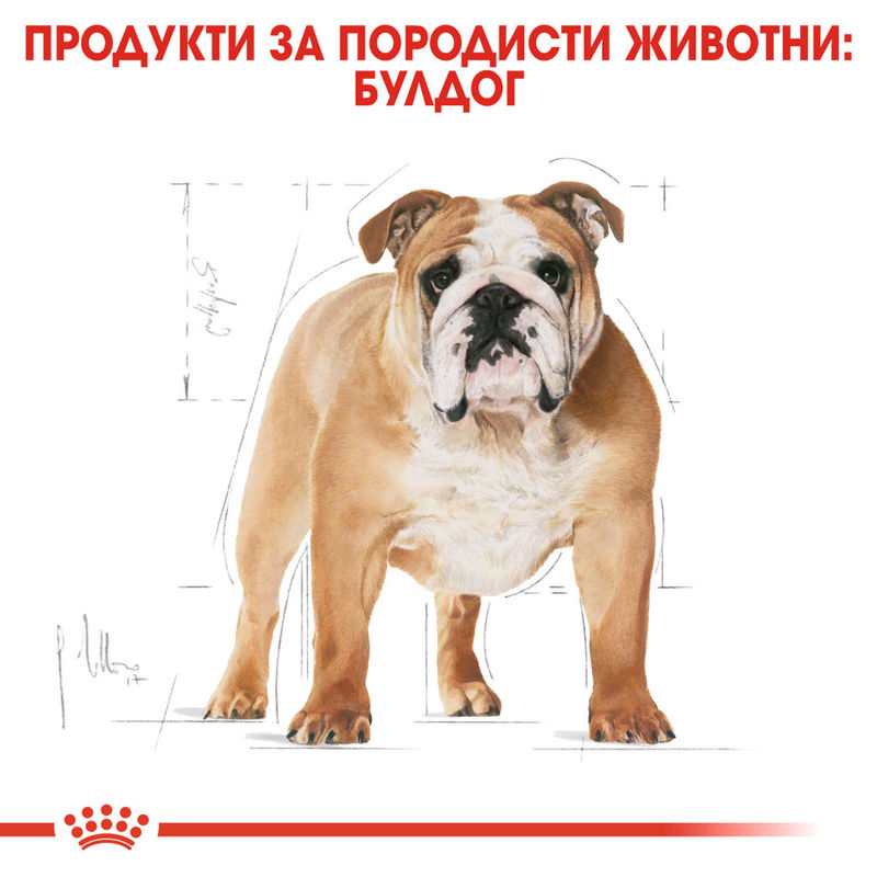 ROYAL CANIN® Bulldog Adult - Храна за възрастни кучета от порода булдог 2