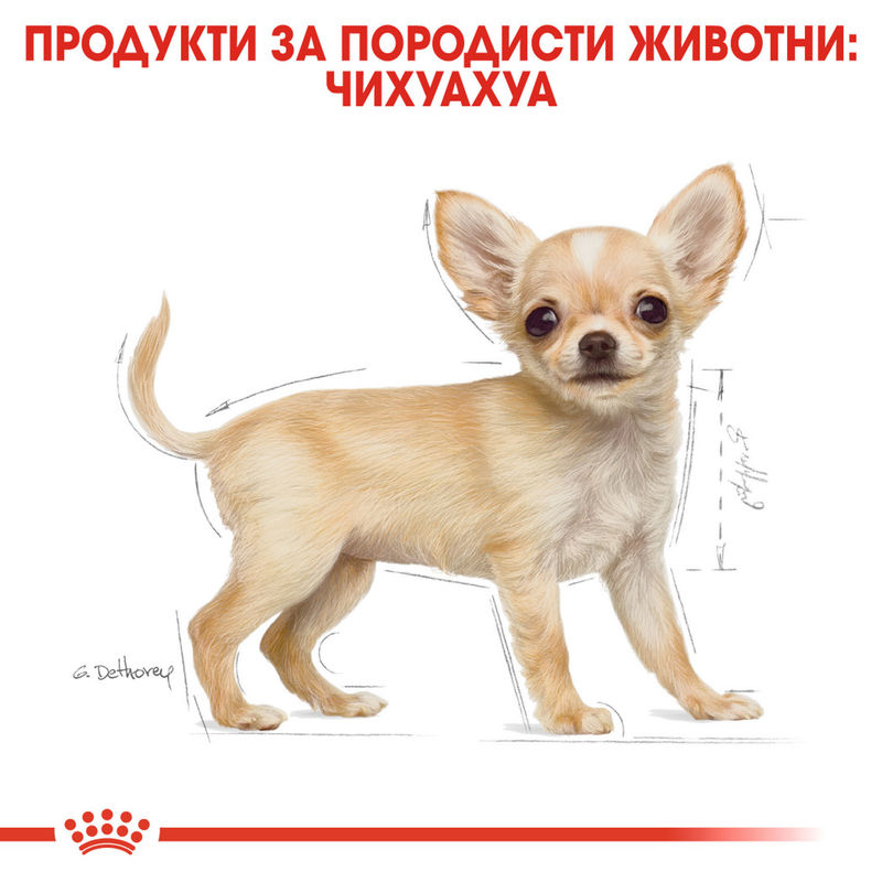 ROYAL CANIN® Chihuahua Puppy - Храна за кученца от порода чихуахуа 2