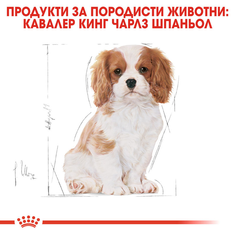 ROYAL CANIN® Cavalier King Charles Puppy - Храна за кученца от порода кавалер кинг чарлс 2