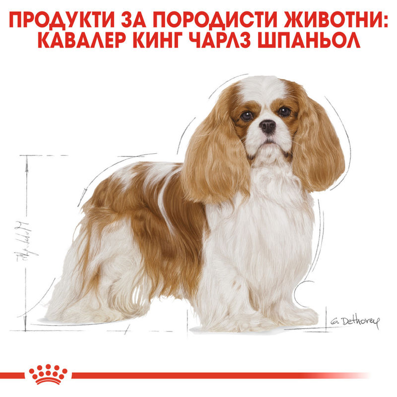 ROYAL CANIN® BHN Cavalier King Charles Adult - Храна за възрастни кучета от порода кавалер кинг чарлс 3