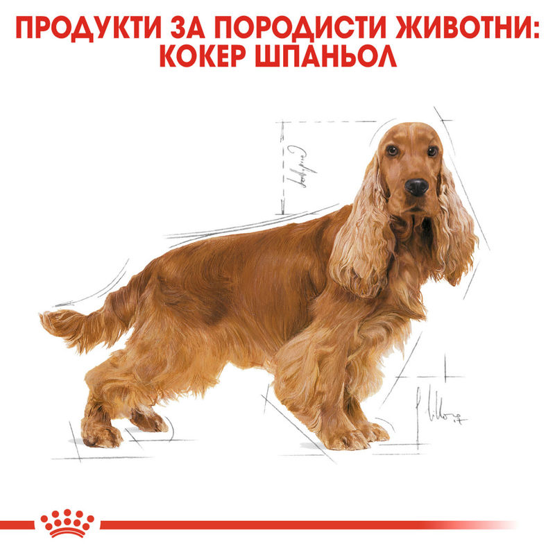ROYAL CANIN® Cocker Adult – Пълноценна храна за кучета от порода Кокер шпаньол (над 12 месеца) 6
