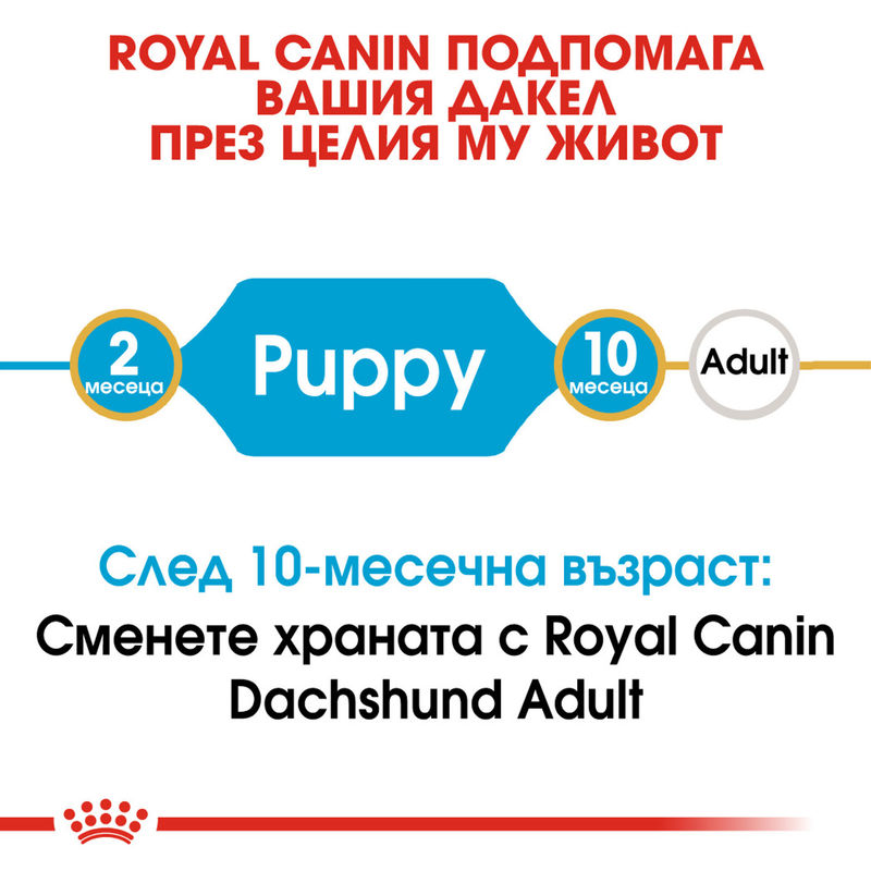 ROYAL CANIN® Dachshund Puppy – Пълноценна храна за подрастващи дакели до 10-месечна възраст 3