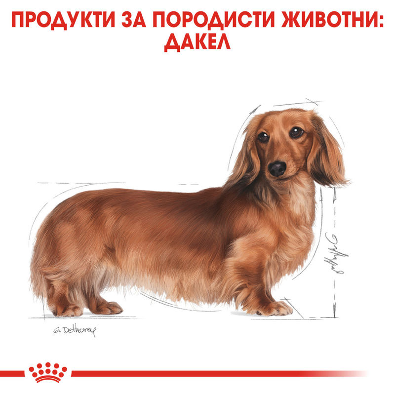 ROYAL CANIN® Dachshund Adult – Пълноценна храна, създадена специално за изискванията на пораснали дакели (над 10 месеца) 3