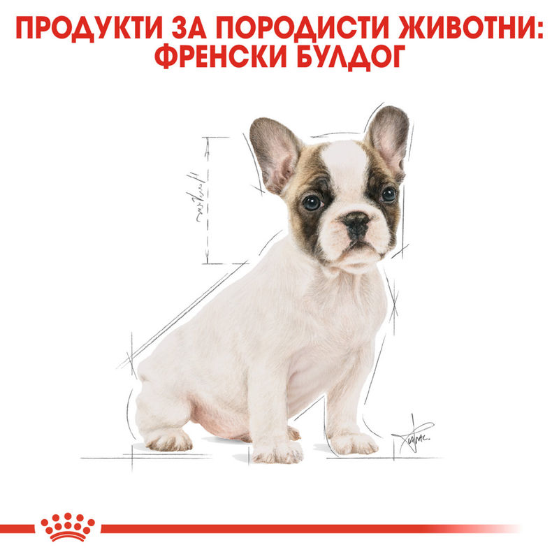 ROYAL CANIN® French Bulldog Puppy – Пълноценна храна за подрастващи кученца порода френски булдог (до 12-месечна възраст) 3