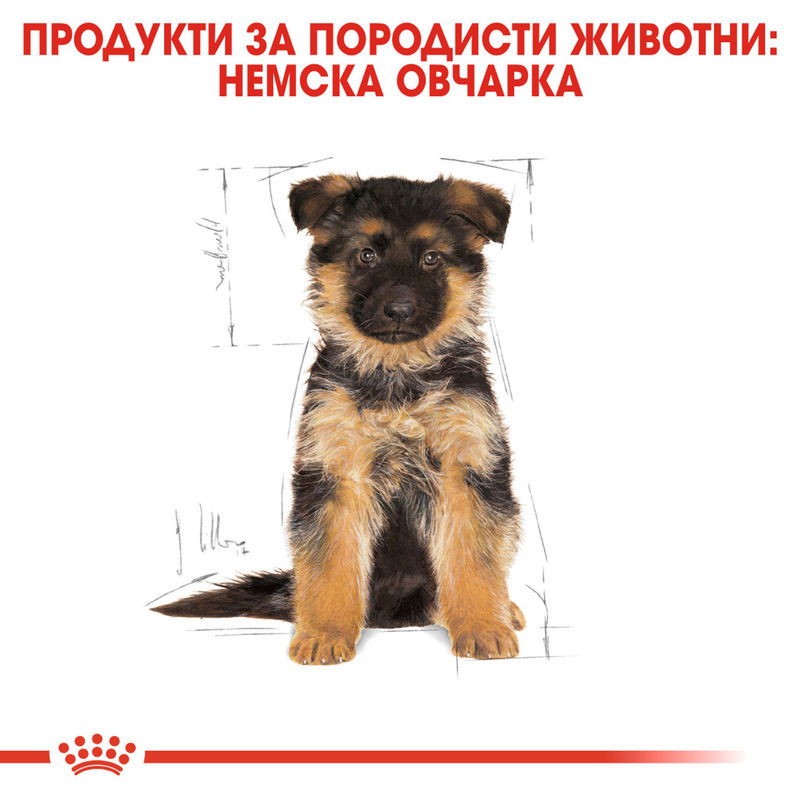 ROYAL CANIN® German Shepherd Puppy – Пълноценна храна за подрастващи кучета порода немска овчарка (до 15-месечна възраст) 3