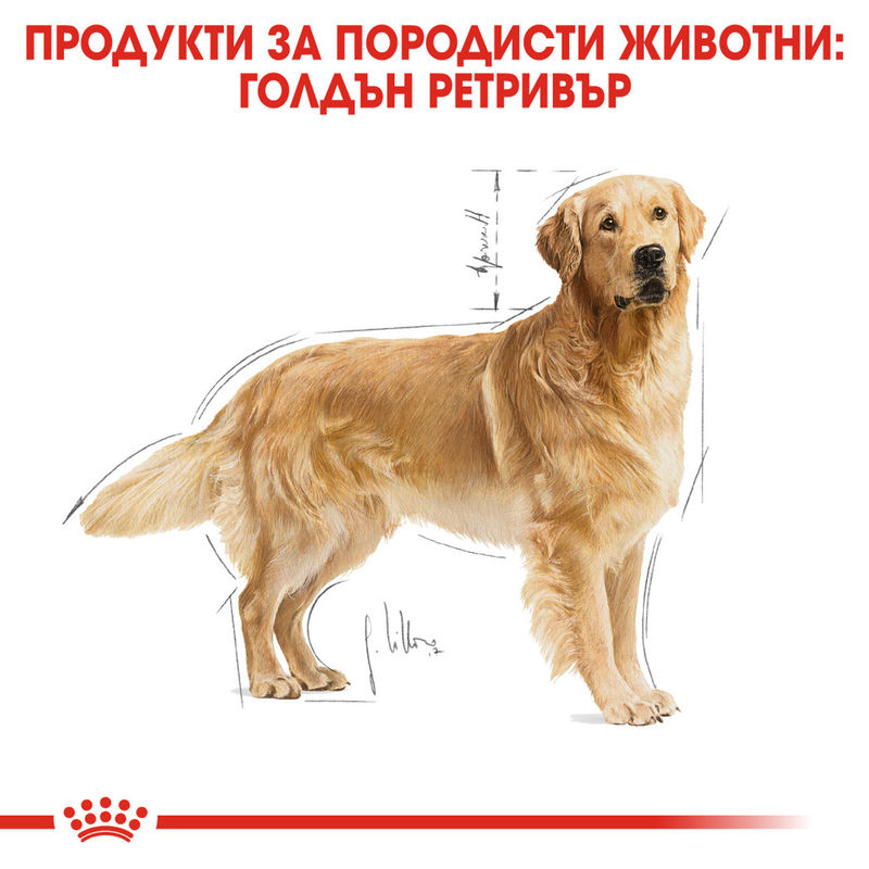 ROYAL CANIN® Golden Retriever Adult – Специализирана храна за пораснали голдън ретривъри (над 15 месеца) 4