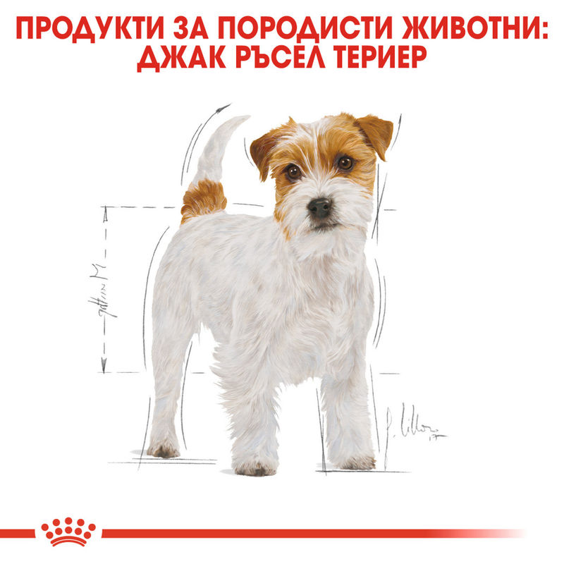 ROYAL CANIN® Jack Russell Terrier Adult – Храна за възрастни кучета порода Джак Ръсел Териер 2