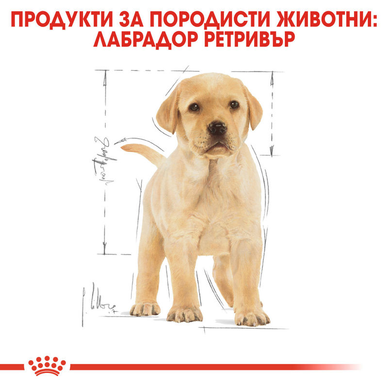 ROYAL CANIN® Labrador Puppy – Храна за кученца порода Лабрадор Ретривър 5