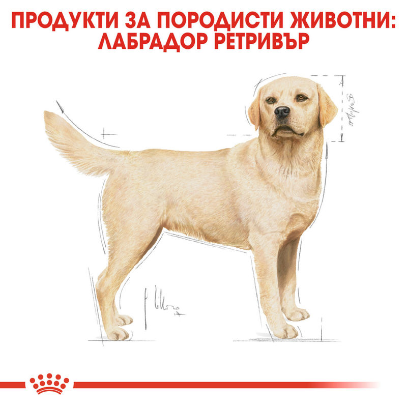 ROYAL CANIN® Labrador Retriever Adult – Храна за възрастни кучета порода Лабрадор Ретривър 4