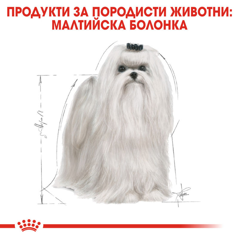 ROYAL CANIN® Maltese Adult – Храна за възрастни кучета порода малтийска болонка 2