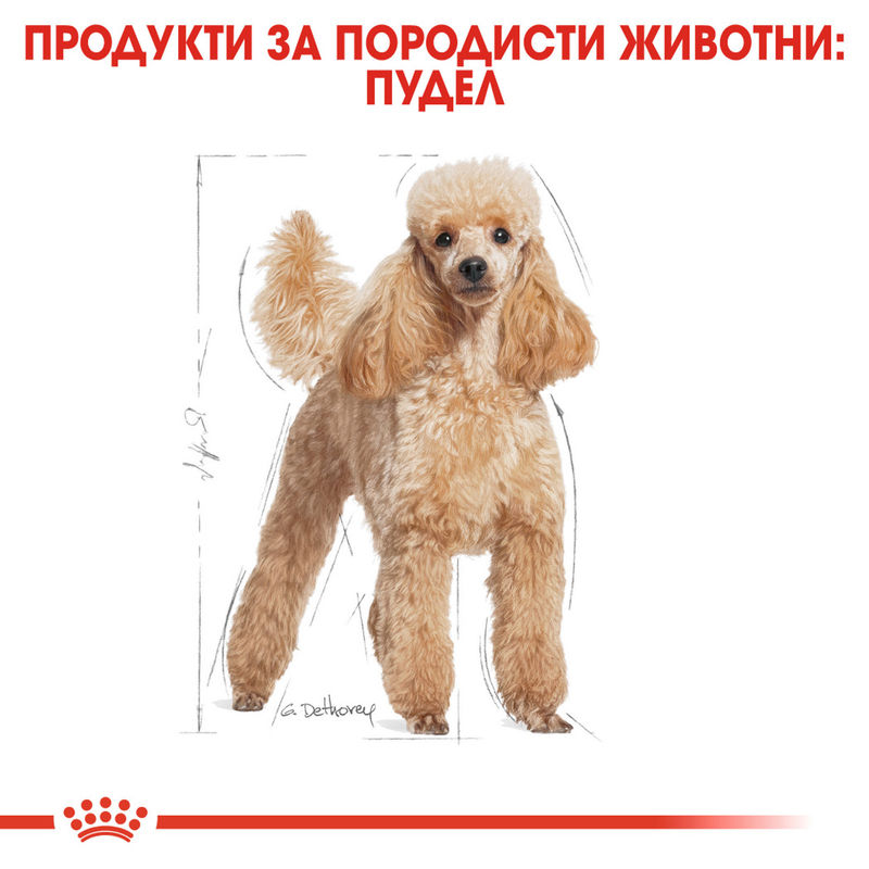 ROYAL CANIN® Poodle Adult – Пълноценна храна за възрастни пудели 5