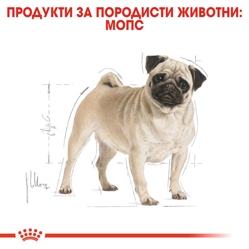 ROYAL CANIN® Pug Adult - Храна за възрастни кучета порода Пъг 2