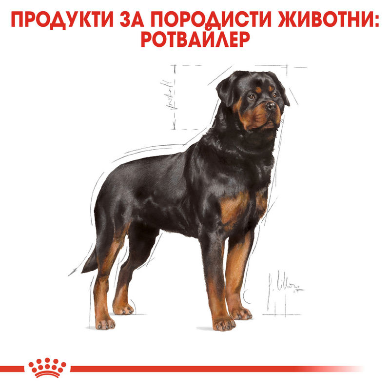 ROYAL CANIN® Rottweiler Adult - Храна за възрастни кучета порода Ротвайлер 2