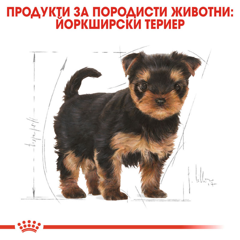 ROYAL CANIN® Yorkshire Terrier Puppy - Храна за кученца порода Йоркшир Териер 2