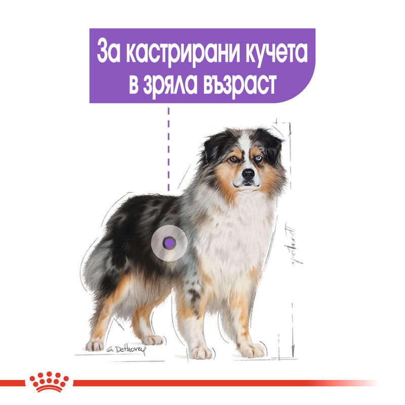 ROYAL CANIN® Medium Sterilised - Храна за кастрирани кучета от средни породи 2