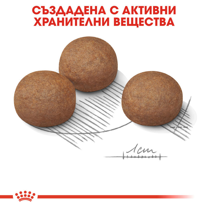 ROYAL CANIN® Maxi Digestive Care - Храна за поддържане на здравословно храносмилане при големи породи кучета 4