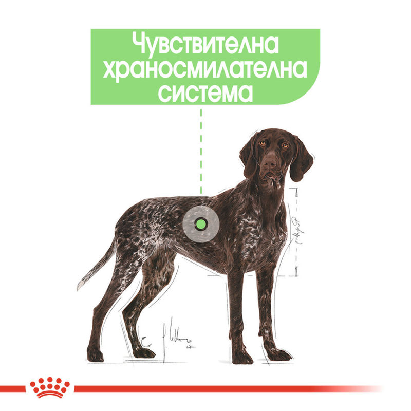 ROYAL CANIN® Maxi Digestive Care - Храна за поддържане на здравословно храносмилане при големи породи кучета 2