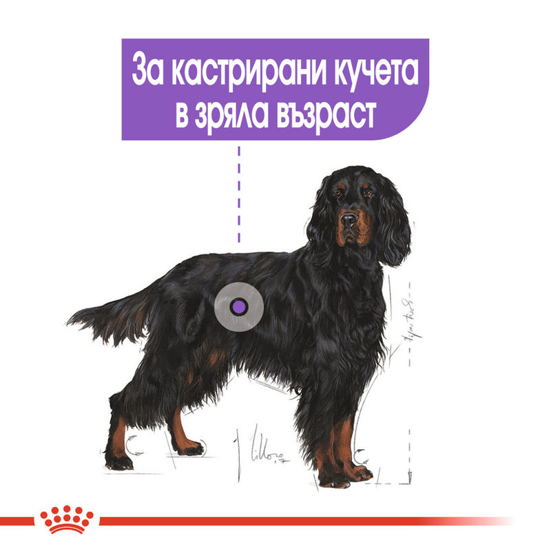 ROYAL CANIN® Maxi Sterilised - Храна за кастрирани големи породи кучета 3