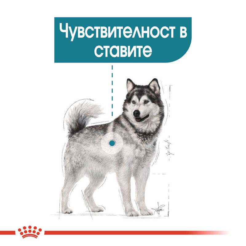 ROYAL CANIN® Maxi Joint Care - Храна за големи породи кучета със ставни проблеми 2