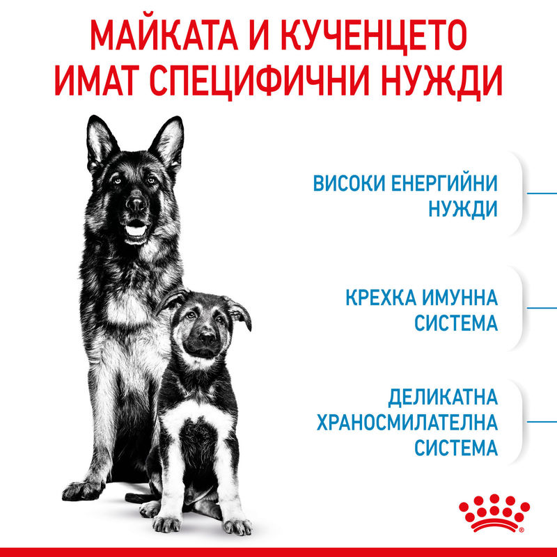 ROYAL CANIN® Maxi Starter Mother & Babydog - Храна за бременни, кърмещи майки и кученца от големи породи 6
