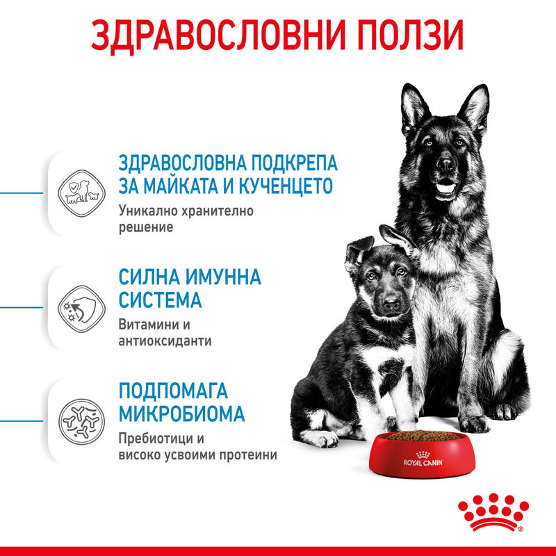 ROYAL CANIN® Maxi Starter Mother & Babydog - Храна за бременни, кърмещи майки и кученца от големи породи 8