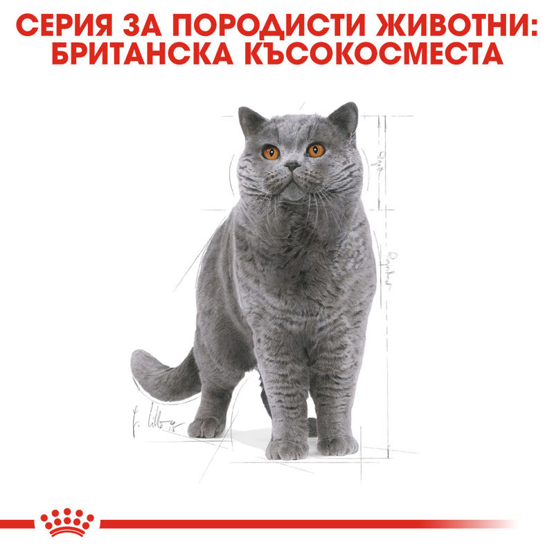 ROYAL CANIN® British Shorthair – Храна за възрастни котки от породата Британска късокосместа 4