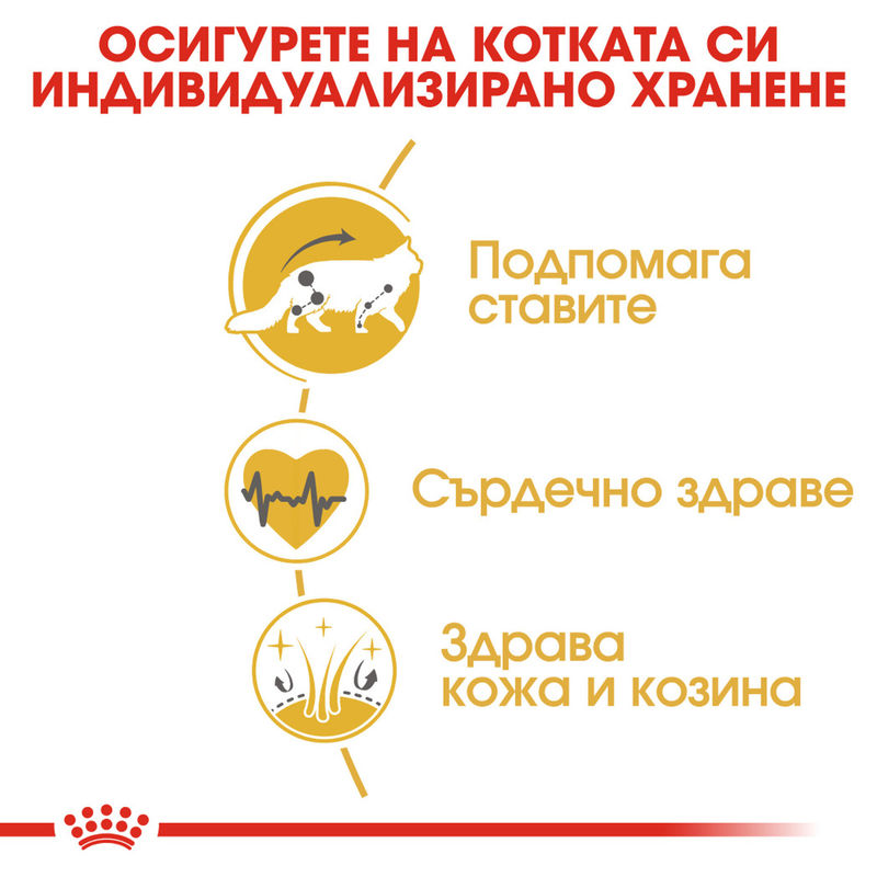 ROYAL CANIN® Maine Coon – Храна за възрастни котки от порода Мейн Куун 2