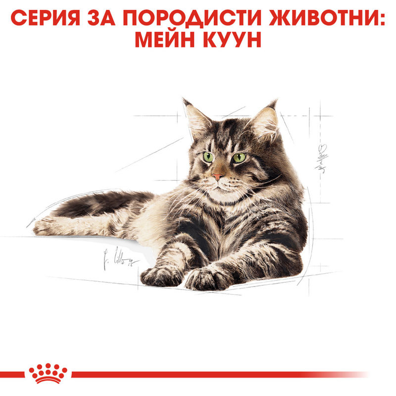 ROYAL CANIN® Maine Coon – Храна за възрастни котки от порода Мейн Куун 4