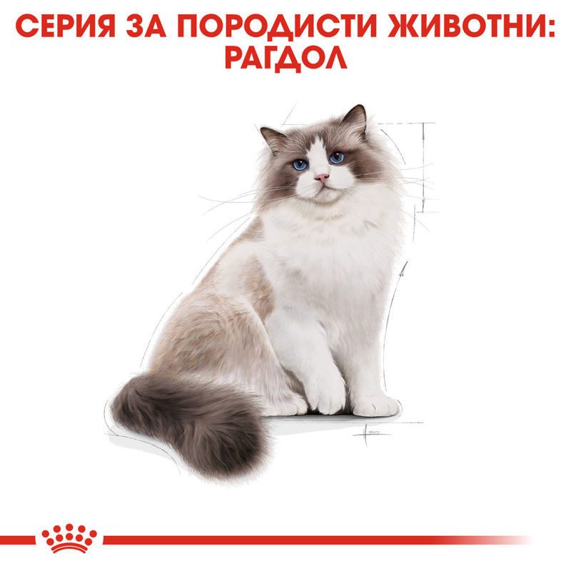 ROYAL CANIN® Ragdoll - Храна за възрастни котки от порода Рагдол 2