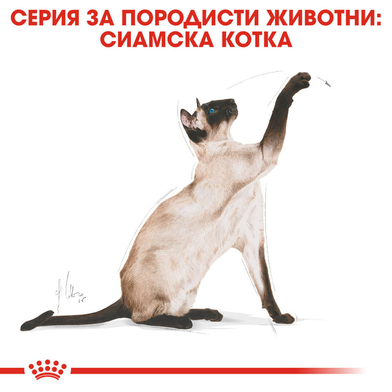 ROYAL CANIN® Siamese - Храна за възрастни котки от порода Сиамска 2