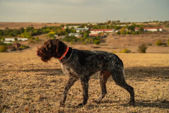 Каишка за ловни породи – Roff 3