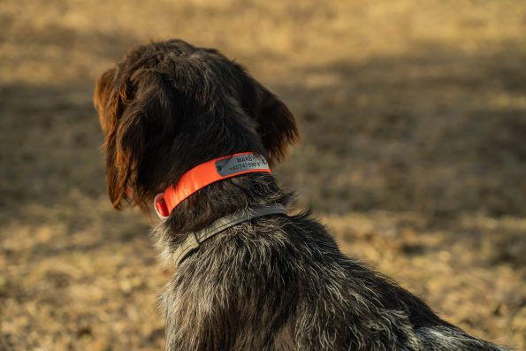 Каишка за ловни породи – Roff