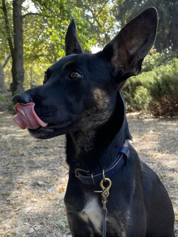 Нашийник „Neptun” 9