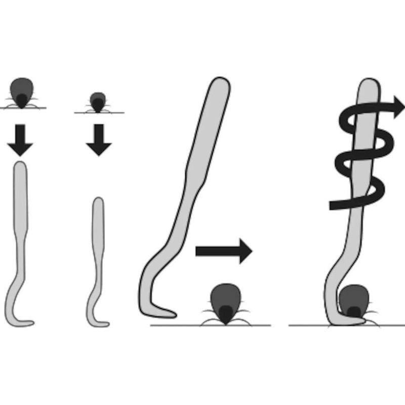 Уред за изваждане на кърлежи – Flamingo TICK REMOVER LEMMY  1 бр. 2