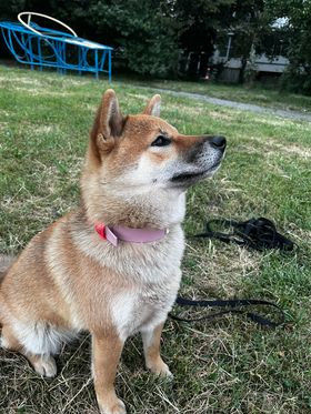 Биотан нашийник Deluxe 3