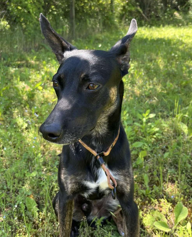 Строг нашийник 6