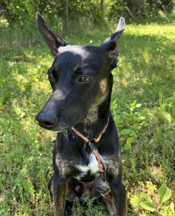 Строг нашийник 5