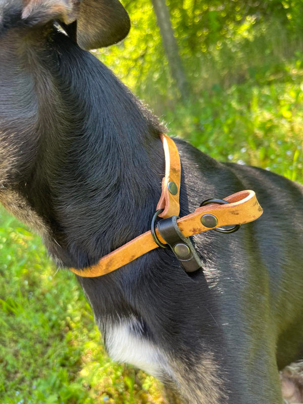 Строг нашийник 4