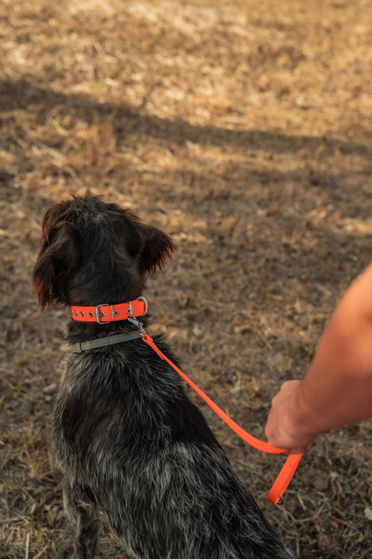 Комплект нашийник и повод – Orange 4