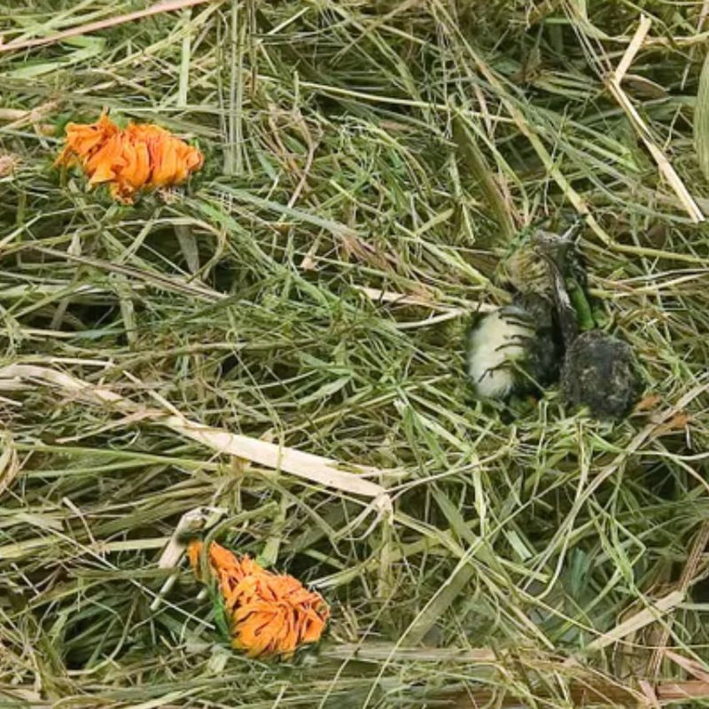 Планинско сено за гризачи Flamingo Mountain hay Dandelion с глухарче 0.500 кг. 2