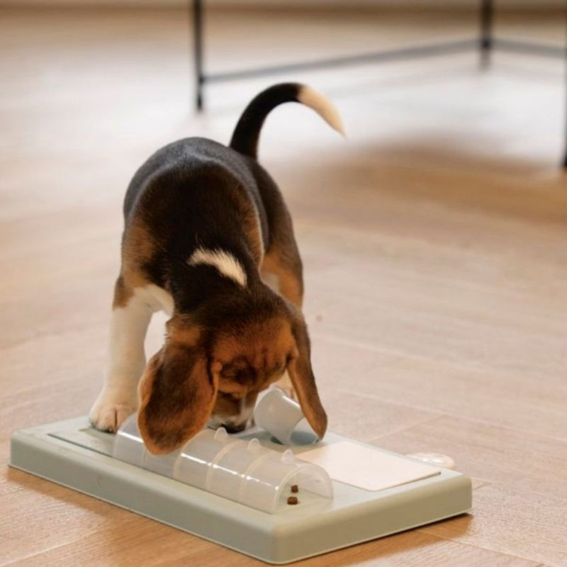 Интерактивна играчка за кучета Beeztees Braingame Riff Зелен 3