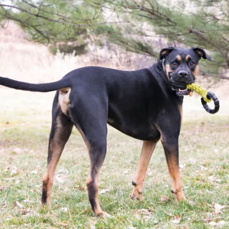 Сплетено издръжливо въже KONG toy Jaxx за дърпане Черен 2