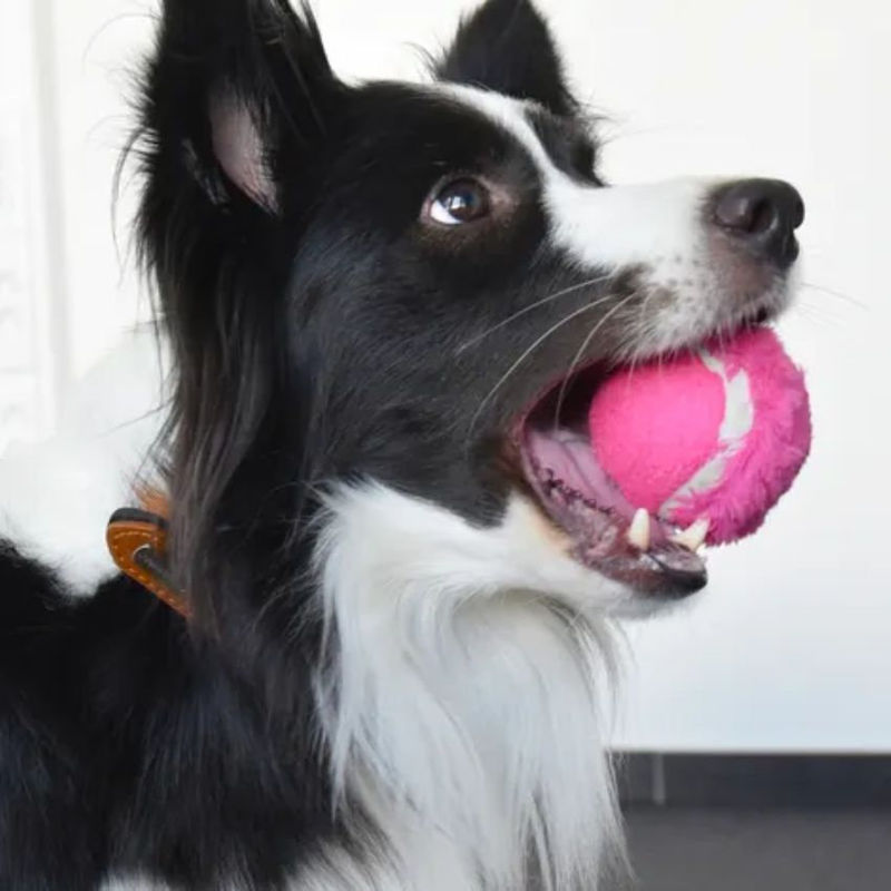 Забавна тенис топка Flamingo Tennis ball за куче микс 2